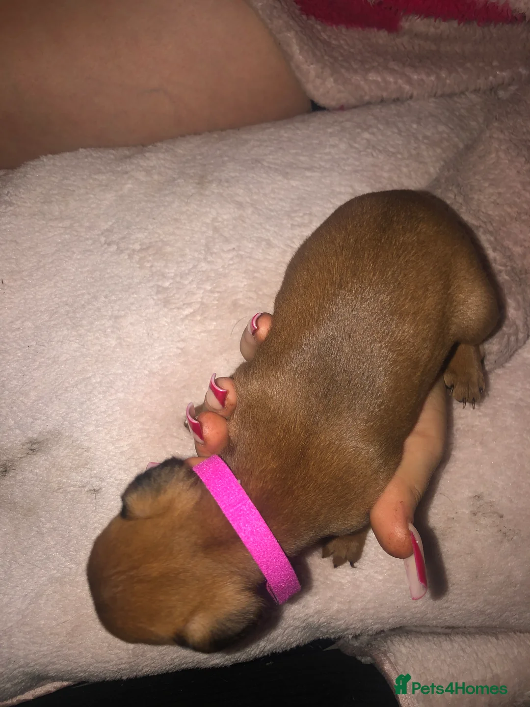 Patterdale Terrier dogs for sale: Patterdale puppies in Bishop Auckland - Advert 15