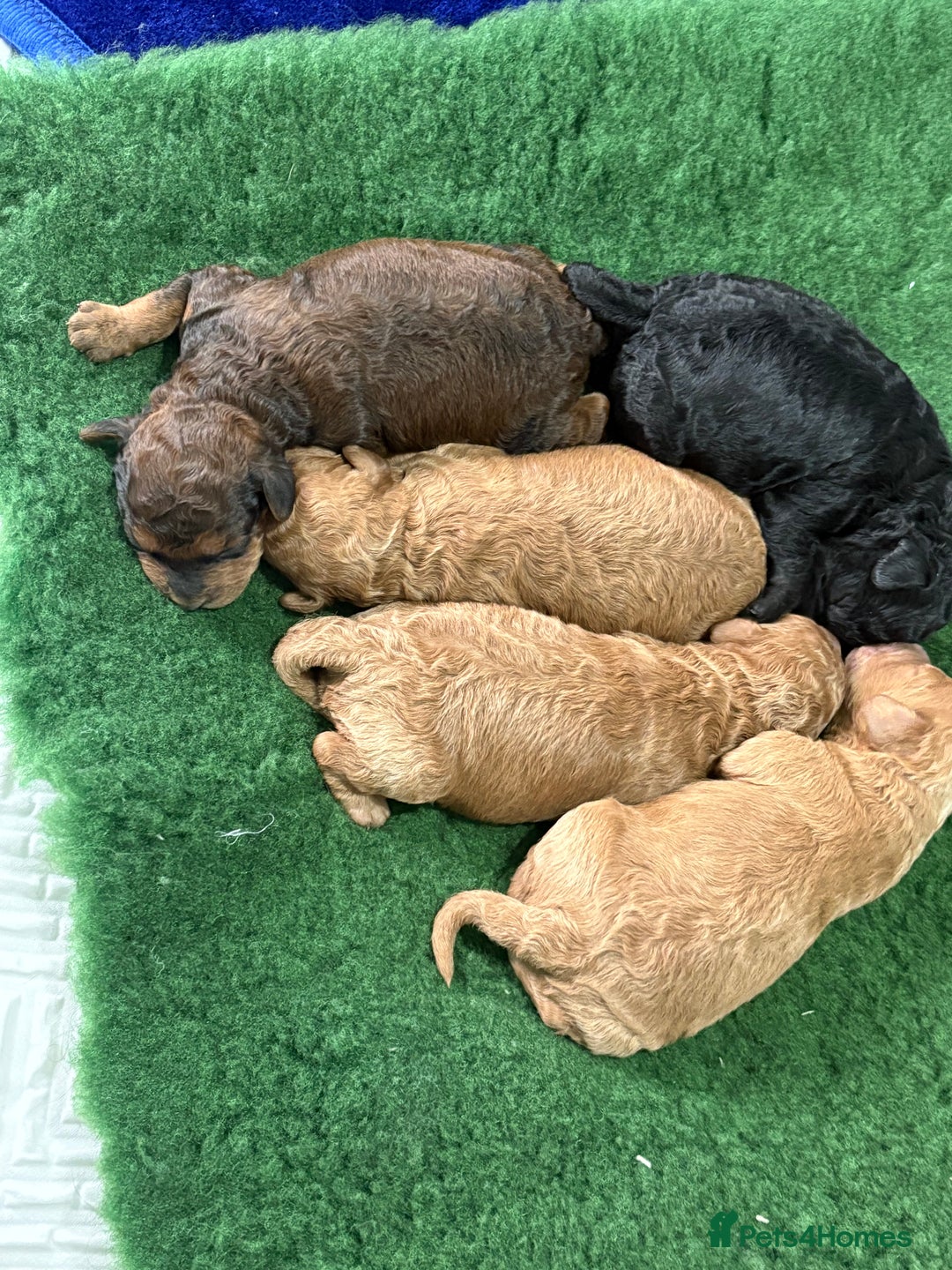 Cockapoo dogs for sale: Beautiful f1b cockapoo  - Advert 3