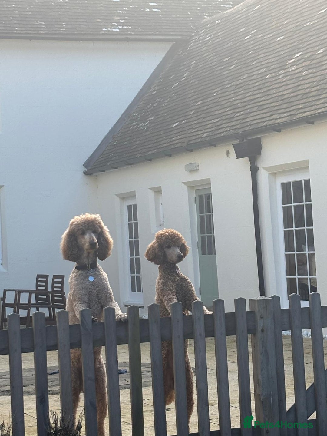 Standard Poodle dogs for sale: Beautiful Red Standard Poodles 3 Puppies Available - Image 6