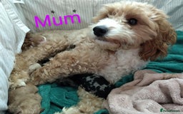 Cockapoo dogs for sale: * 1 Left* Beautiful Unique Cockapoo Puppies - Advert 16