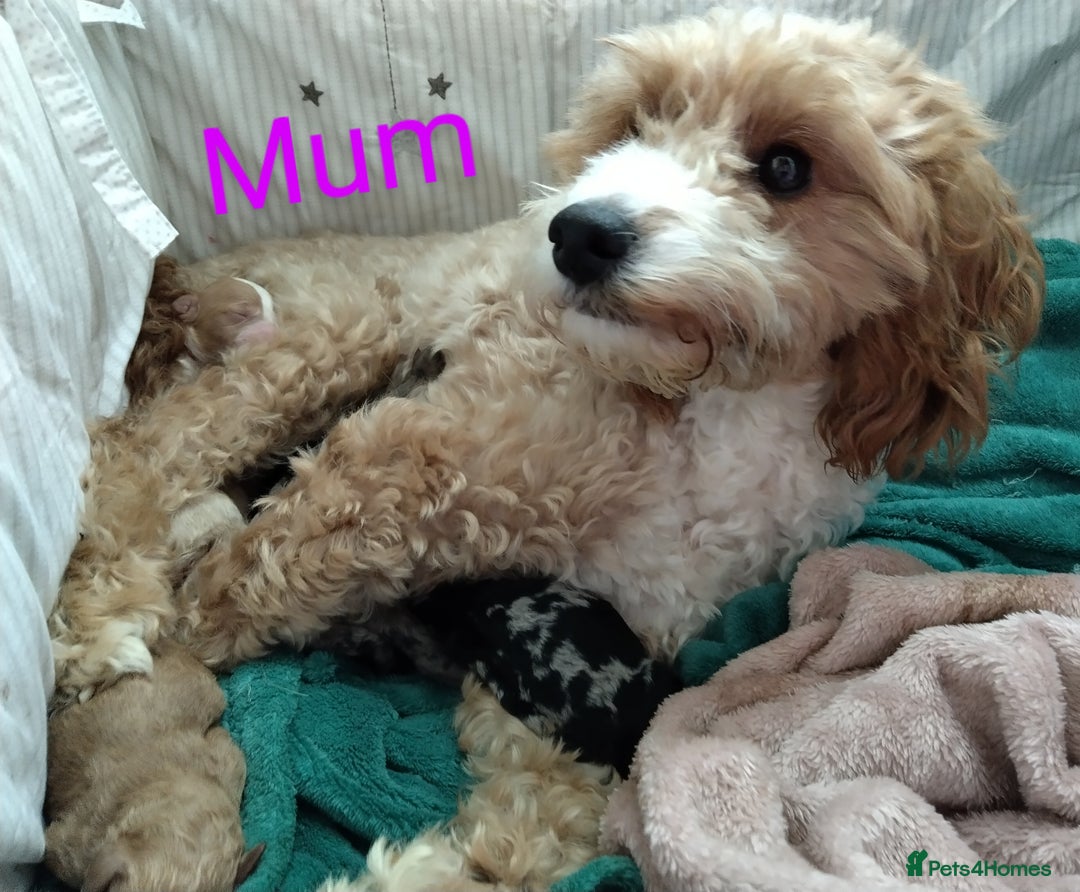 Cockapoo dogs for sale: * 1 Left* Beautiful Unique Cockapoo Puppies - Advert 16