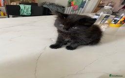 Mixed Breed cats for sale: Adorable,  fluffy black kittens - Image 4