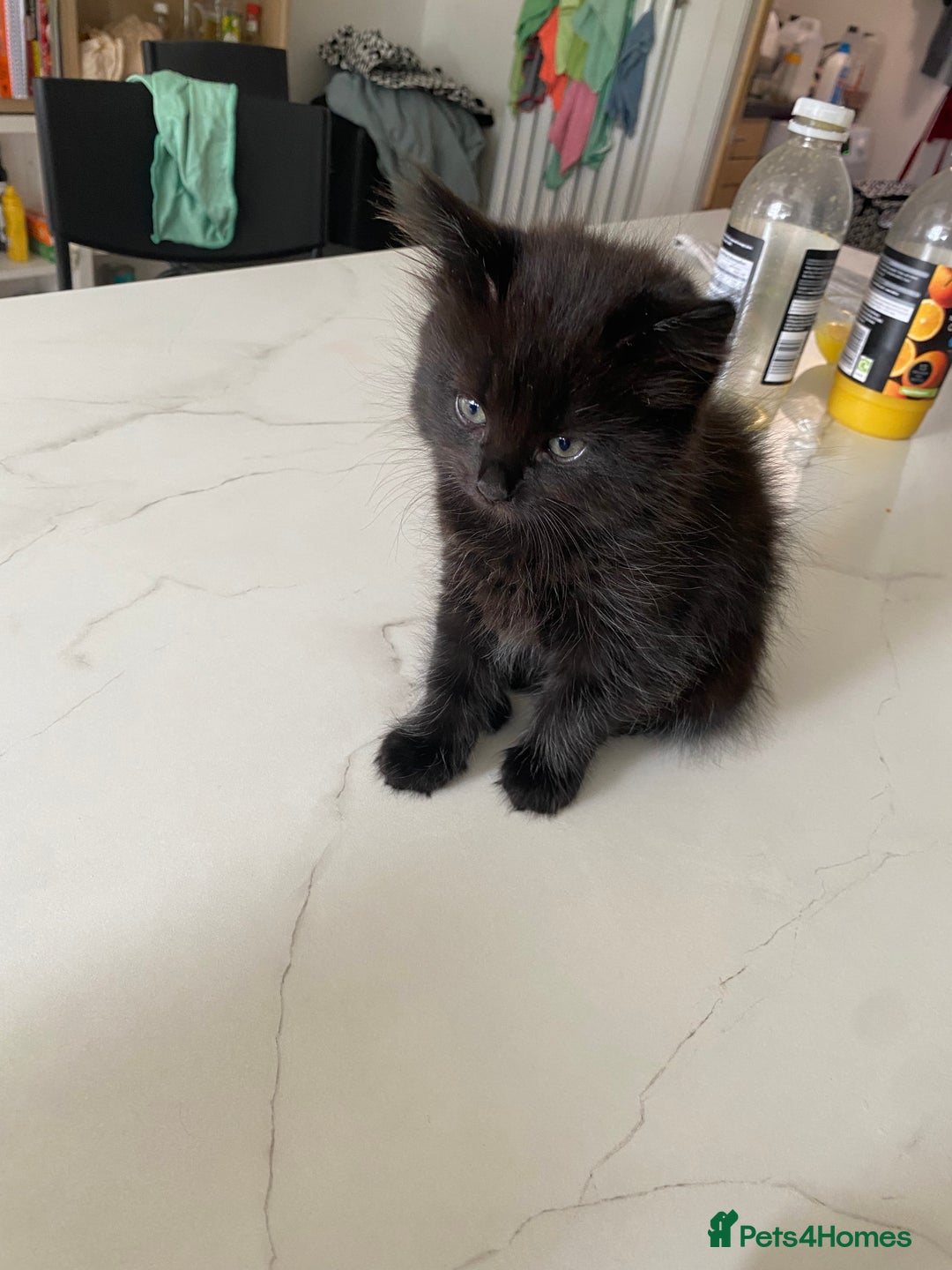 Mixed Breed cats for sale: Adorable,  fluffy black kittens - Image 4