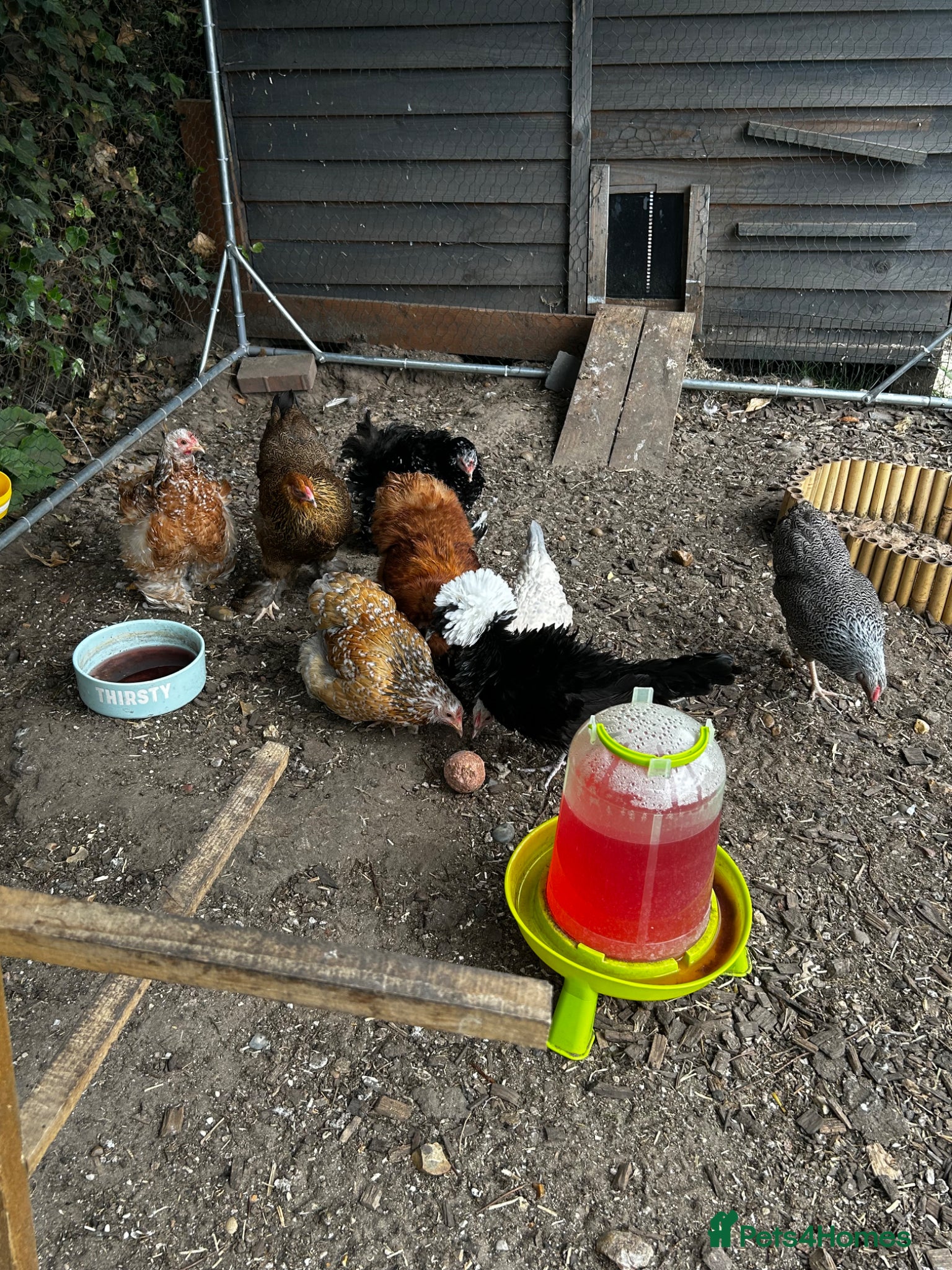 Chickens poultry 8 point of lay bantams  - Advert 1