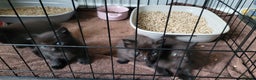 Mixed Breed cats for sale: 4 kittens available 3rd feb *2boys2girls* - Advert 8