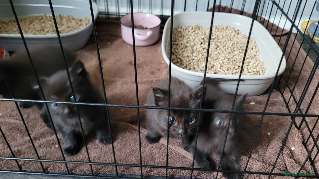 Mixed Breed cats for sale: 4 kittens available 3rd feb *2boys2girls* - Advert 8
