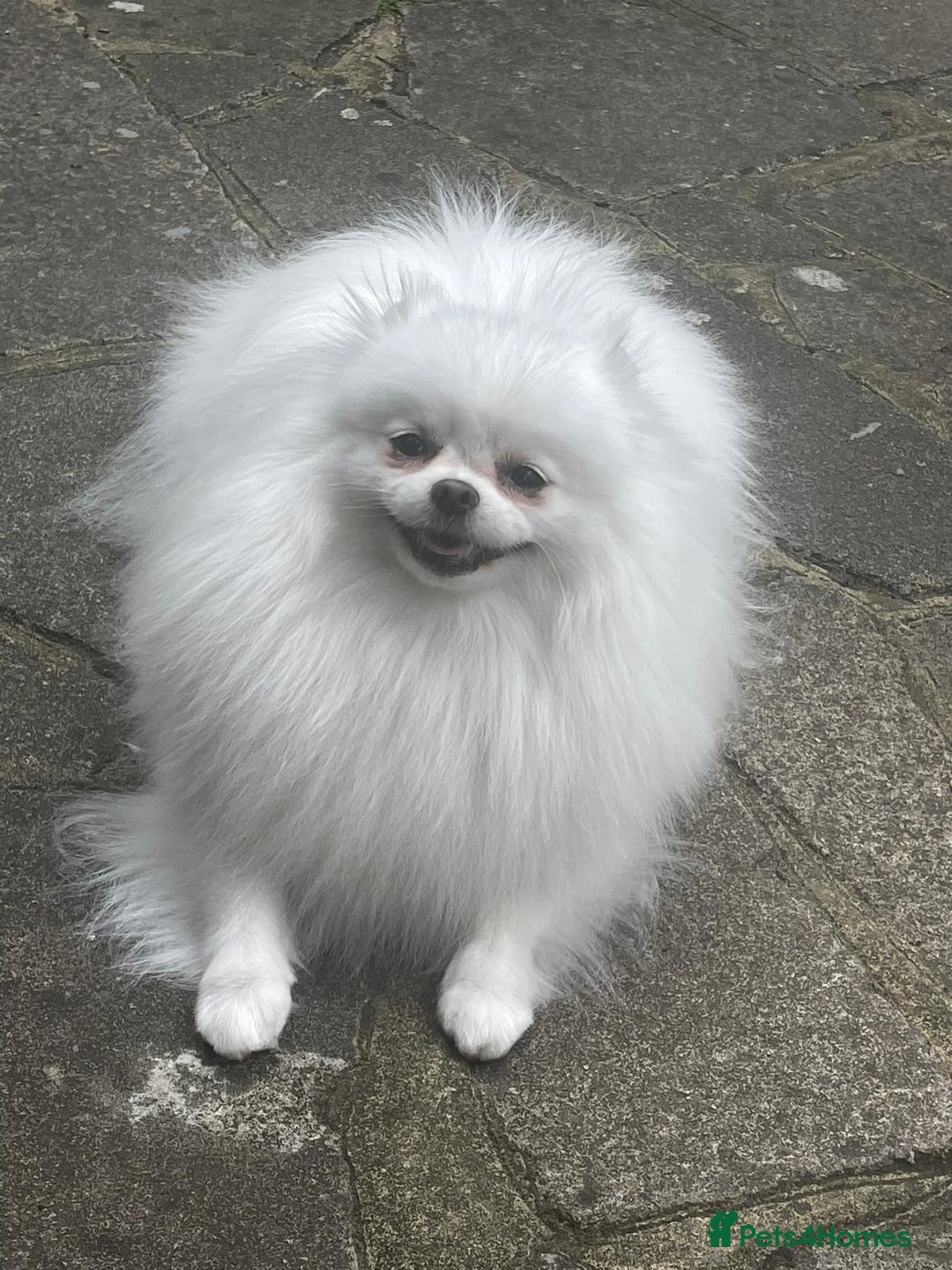 Pomeranian dogs for sale: Stunning Cream Girl for sale - Advert 6