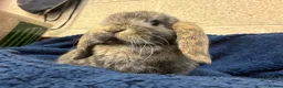 Mini Lop rabbits for sale: Mini Lop Bunnies in Mansfield - Advert 5