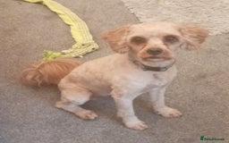 Cavapoo dogs for sale: Cavapoo male for sale - Image 1
