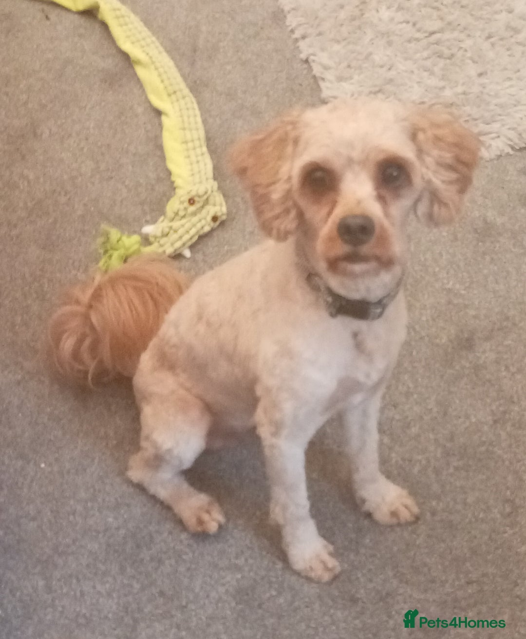 Cavapoo dogs for sale: Cavapoo male for sale - Image 1