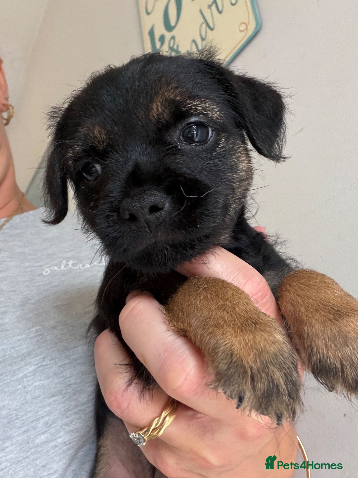 Border Terrier dogs KC Registered Border Terrier Pups - READY NOW - Advert 4