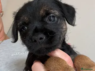 Border Terrier dogs KC Registered Border Terrier Pups - READY NOW - Advert 4