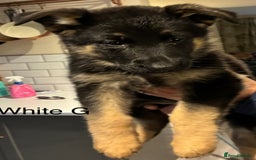 German Shepherd dogs for sale: German Shepherd pups for sale  - Image 5