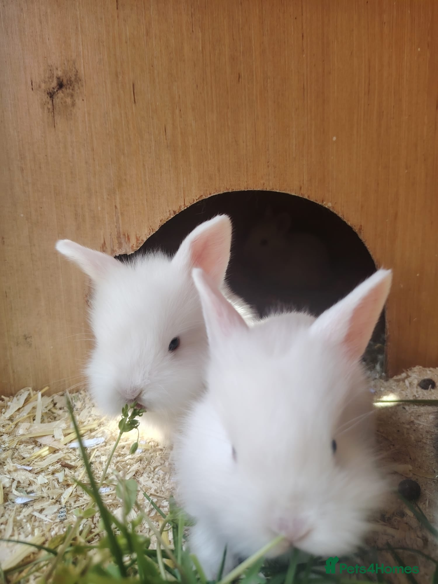 Mixed Breed rabbits Lion head mix breed bunnies  - Advert 8