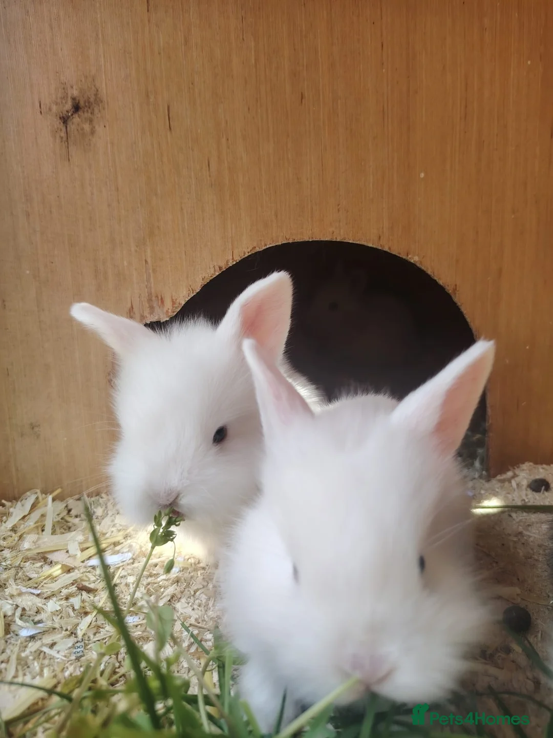 Mixed Breed rabbits for sale: Lion head mix breed bunnies  - Advert 1