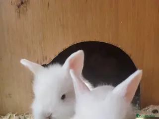 Mixed Breed rabbits Lion head mix breed bunnies - Advert 8