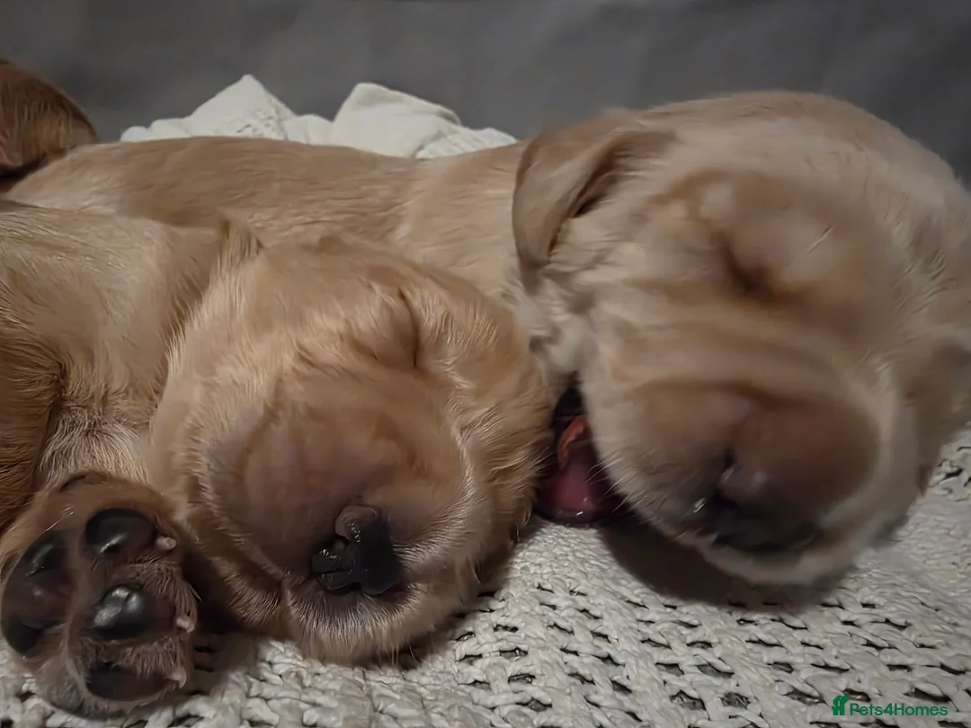 Cocker Spaniel dogs for sale: Cocker Spaniel X Pups  - Advert 4