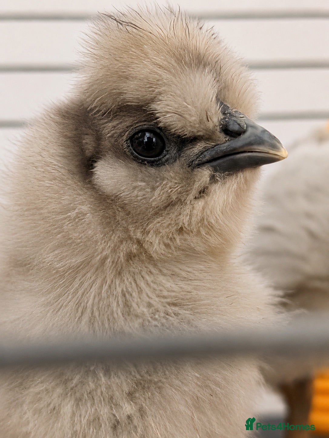 Chickens poultry 🐣 [Show-Quality & Healthy Chicks for Sale]  - Advert 7