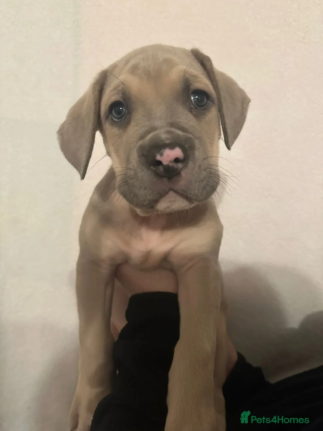 Mixed Breed dogs for sale: Cane corso x Alpha blueblood bull dog - Advert 5