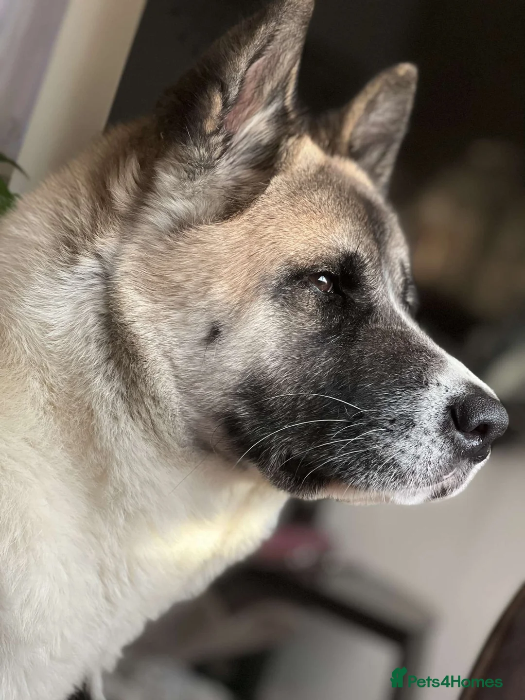 Akita dogs for sale: Beautiful Akita Puppies Looking for Forever Homes - Advert 2
