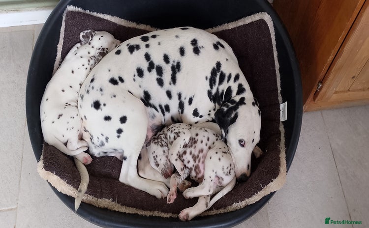 Dalmatian dogs - Advert 2