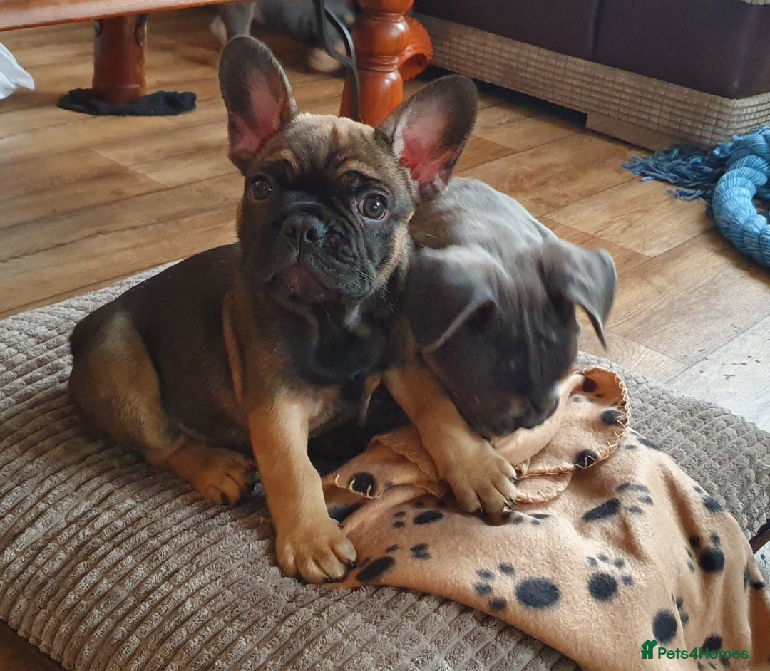 French Bulldog dogs for sale: 1 beautiful Chilled Male French Bulldog - Image 7