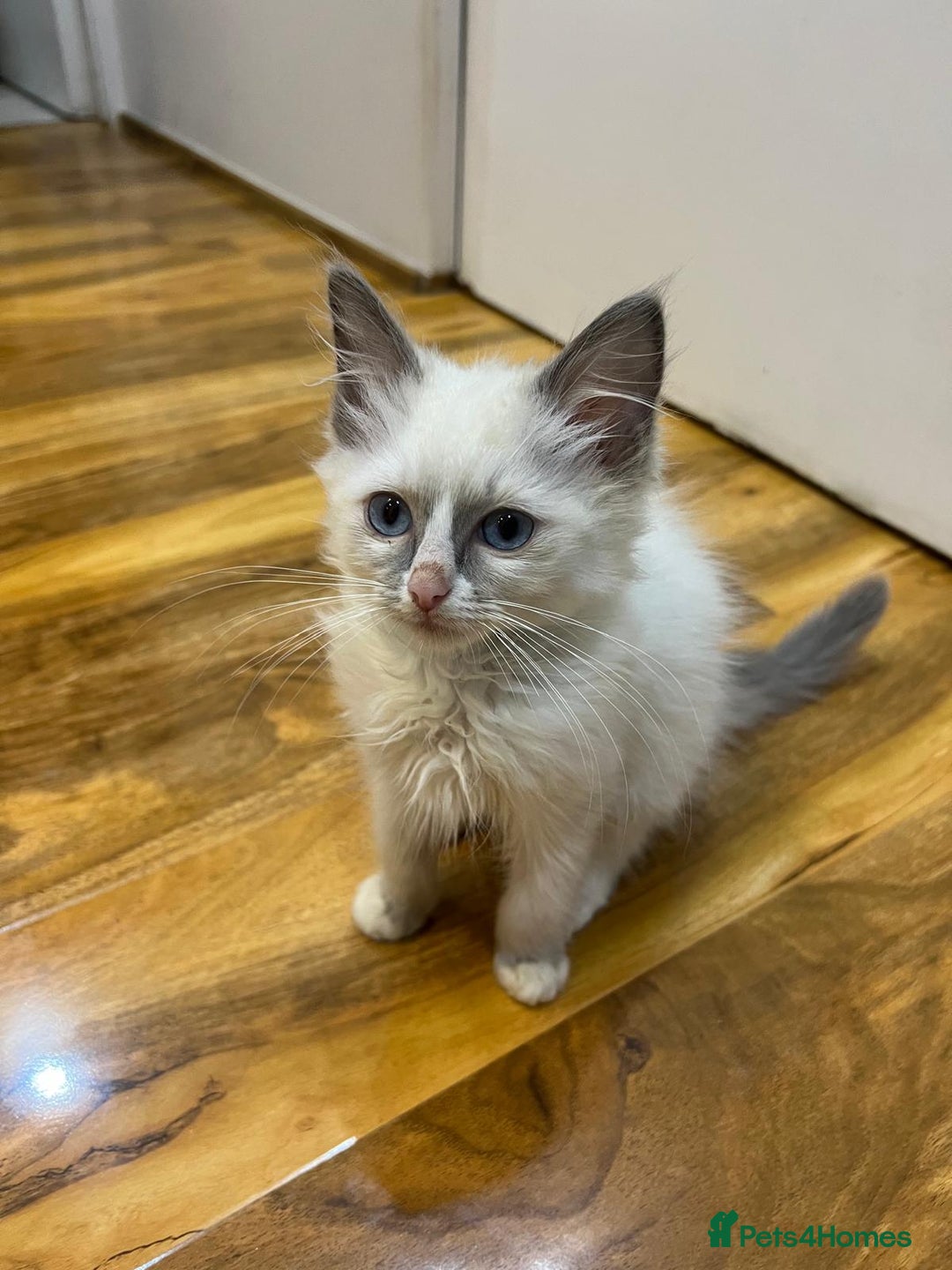 Ragdoll cats for sale: GCCF Registered Kittens*Ready to go* - Advert 2