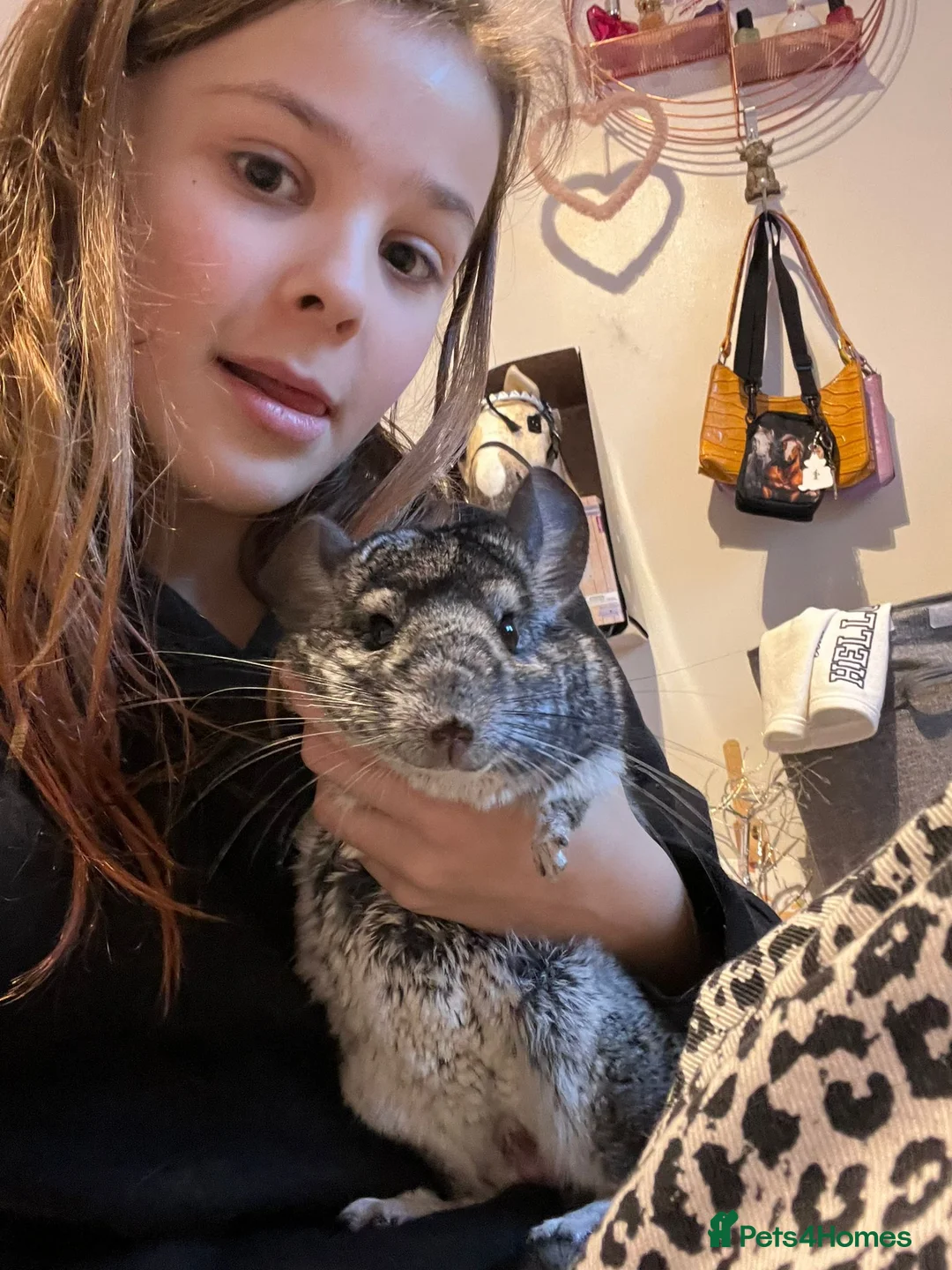 Chinchilla rodents for sale: 5 yr old chinchilla large cage everything he needs in Okehampton - Advert 2