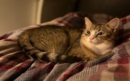 Pixie Bob cats for sale: Female cat needs new home  - Image 1