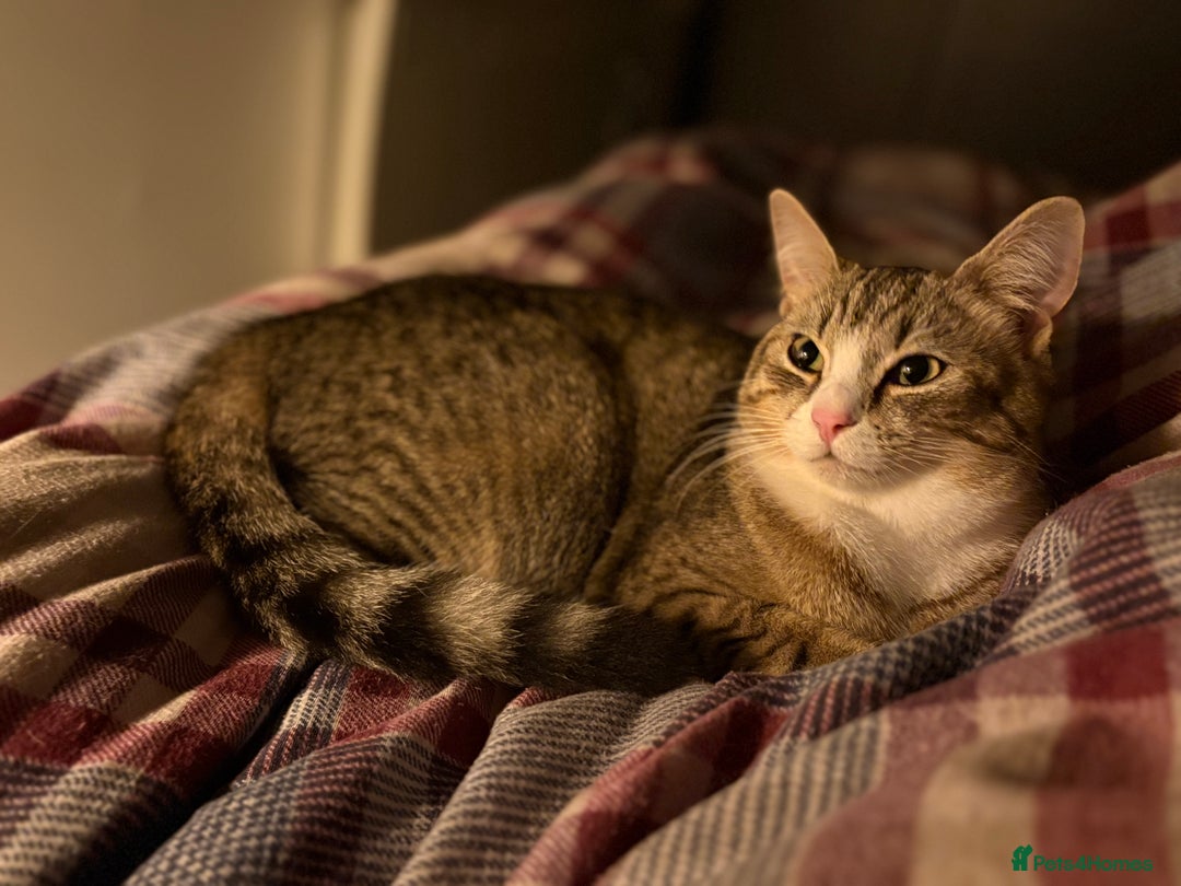 Pixie Bob cats for sale: Female cat needs new home  - Image 1