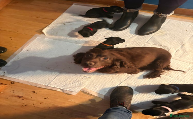 Cocker Spaniel dogs Cocker spaniel pups - Advert 8