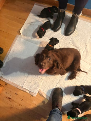 Cocker Spaniel dogs Cocker spaniel pups - Advert 8