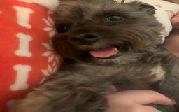 Yorkiepoo dogs for sale: Beautiful yorkipoo puppies - Image 27