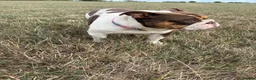 English Bulldog dogs for sale: English bulldog in Swindon - Advert 5