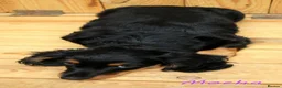 Miniature Dachshund dogs for sale: 🌟Dapple & Black Tan PRA Clear KC reg – June 26🌟 - Advert 18