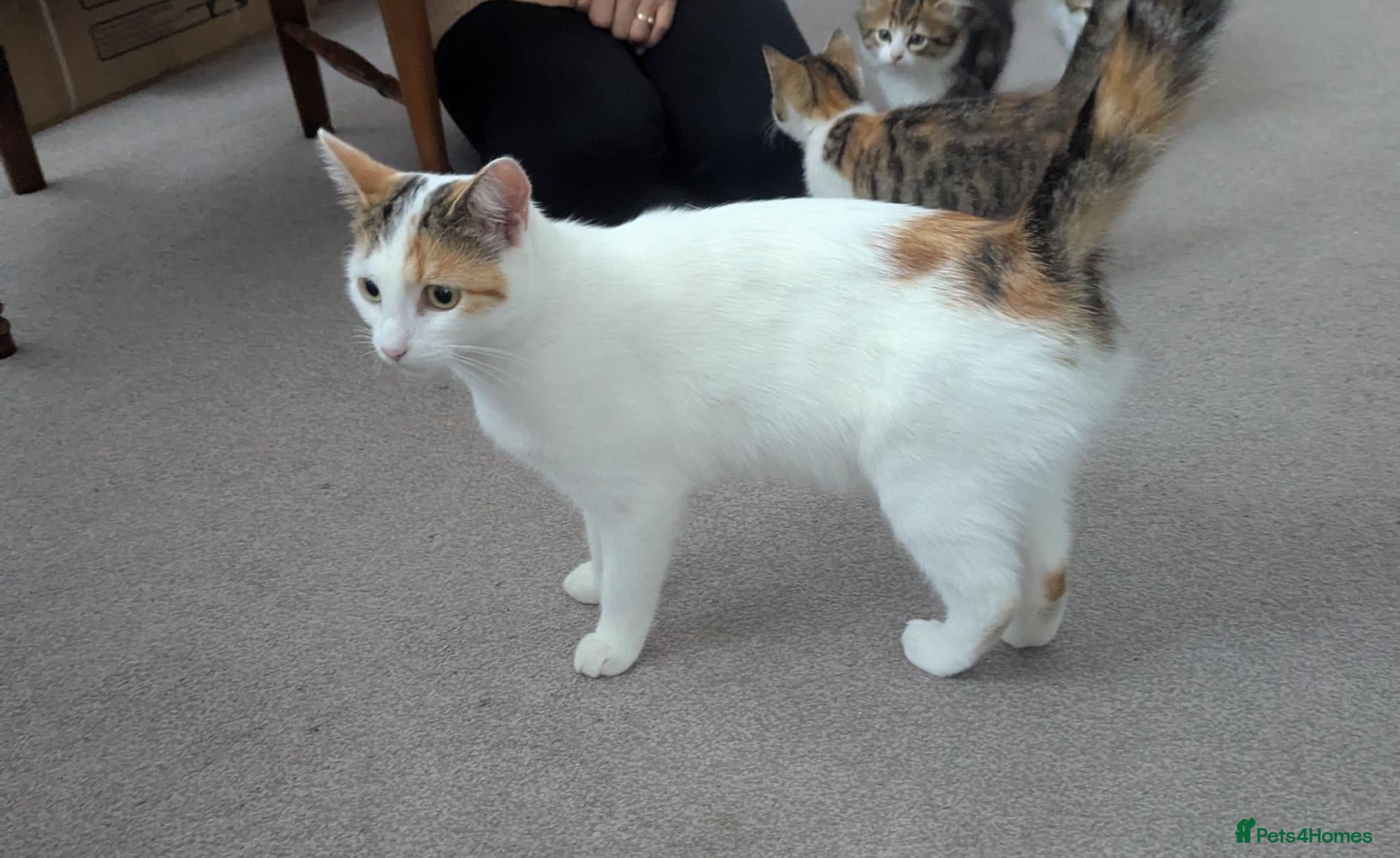 Domestic Shorthair cats Kittens looking for new home - Advert 13