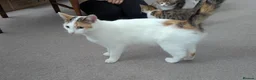 Domestic Shorthair cats for sale: Kittens looking for new home in Stafford - Advert 1