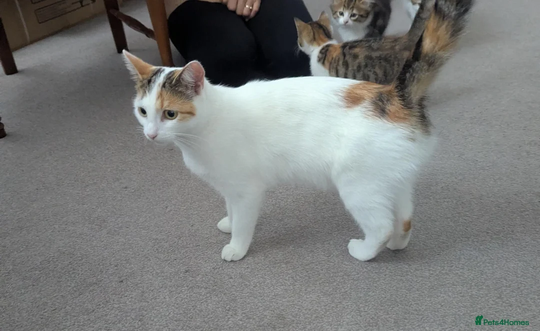 Domestic Shorthair cats for sale: Kittens looking for new home in Stafford - Advert 1