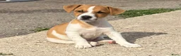 Jack Russell dogs for sale: Traditional short-legged Jack Russell puppies. - Advert 10