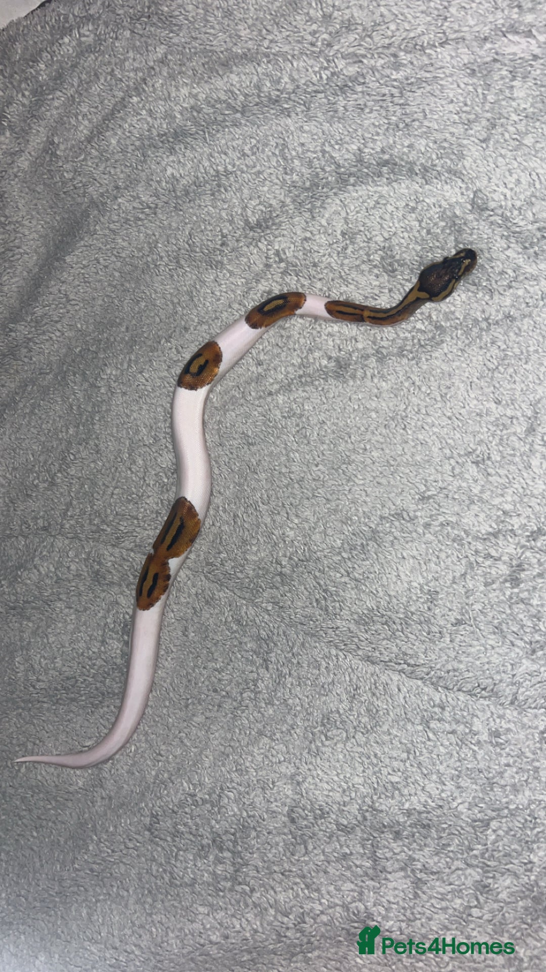 Python Snake reptiles for sale: Piebald ball python  - Advert 2