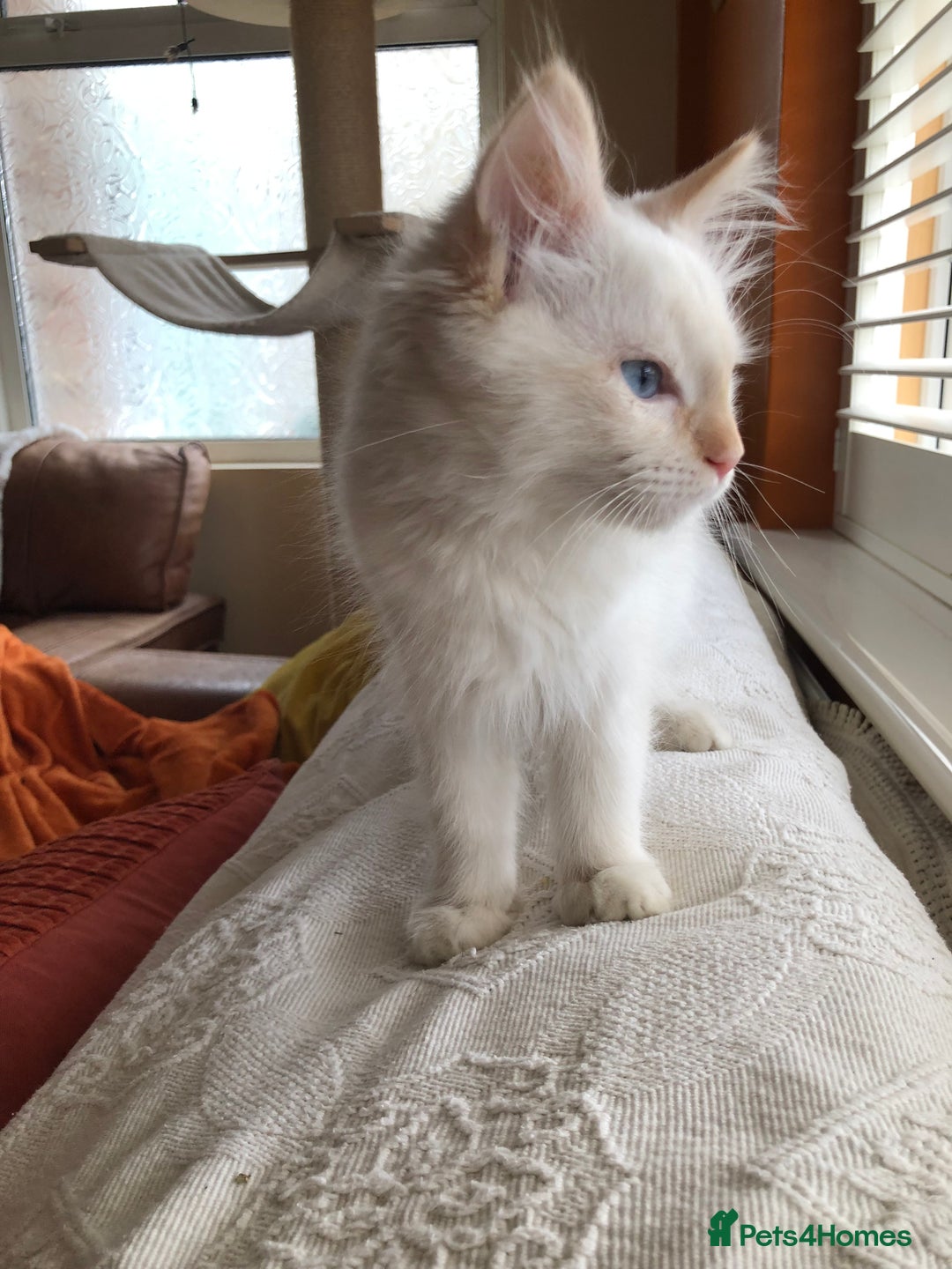 Ragdoll cats for sale: REDUCED Tica Cherubim Ragdoll siblings. Male.  - Advert 23