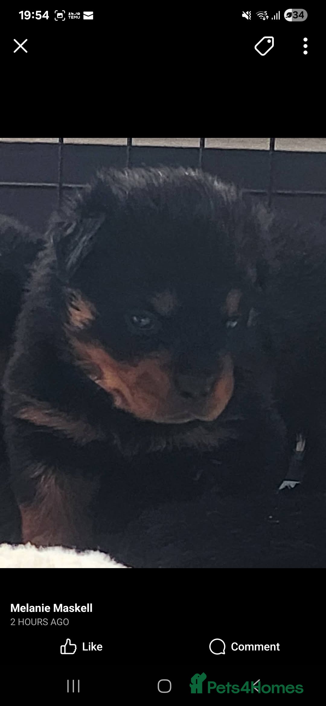 Rottweiler dogs for sale: Top quality European bloodlines rottweiler Puppies - Image 3