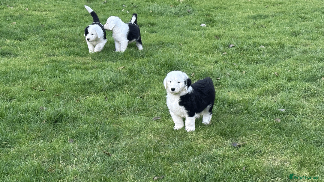 Old English Sheepdog dogs for sale: Kennel Club Registered Old English Sheepdog Pups - Advert 9