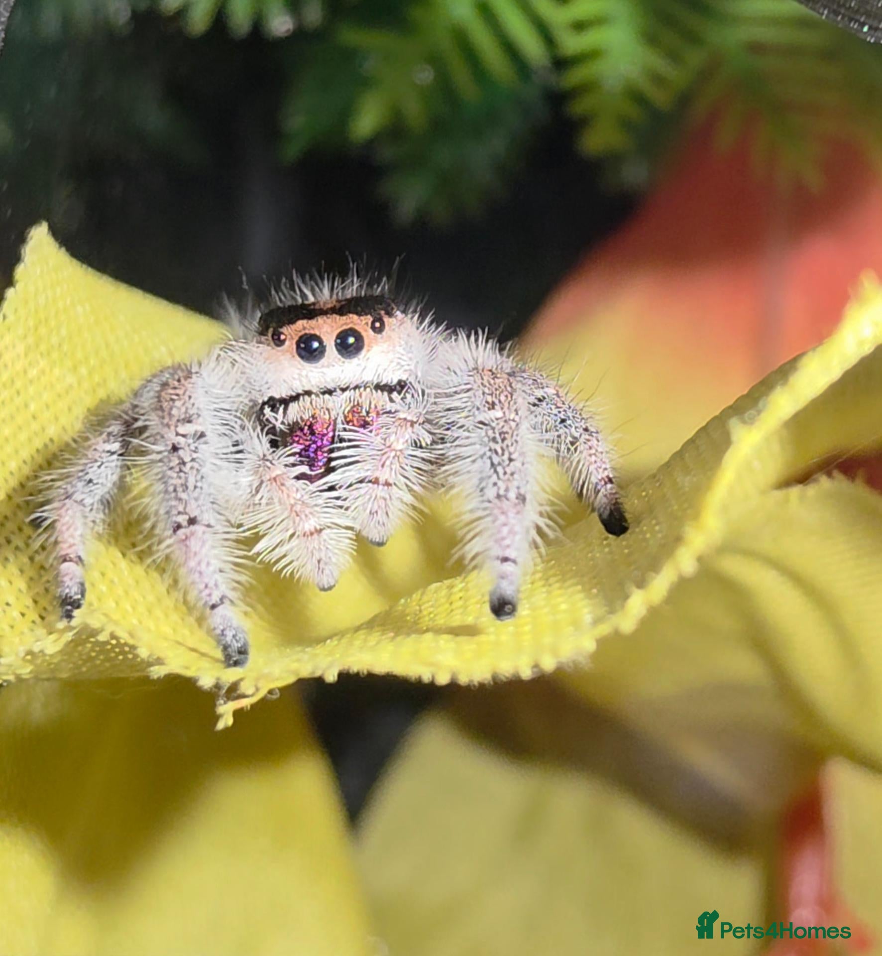 Spiders invertebrates for sale: Jumping spiders for sale - Advert 1