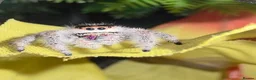Spiders invertebrates for sale: Jumping spiders for sale - Advert 1