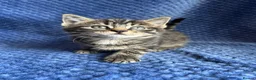 Maine Coon cats for sale: Maine coon x  - Advert 18