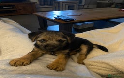 Border Terrier dogs for stud: Benji, boarder terrier stud dog  - Image 15