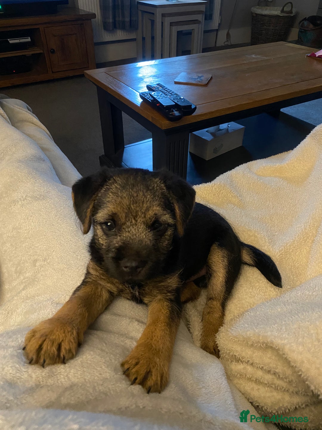 Border Terrier dogs for stud: Benji, boarder terrier stud dog  - Image 15