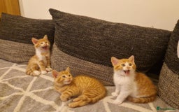 Persian cats for sale: Mix persian ginger kittens - Advert 5