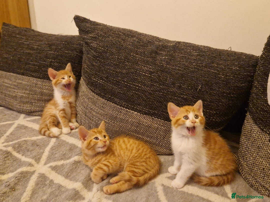 Persian cats for sale: Mix persian ginger kittens - Advert 5